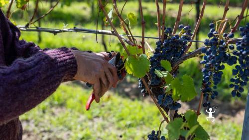 Esperienza di vendemmia in Campania in cantina con degustazione