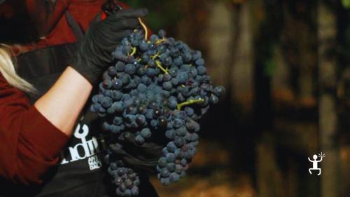 Addio al celibato o nubilato in Campania – degustazione di 3 vini biologici con prodotti locali