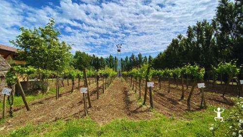 Esperienza enogastronomica per gruppi a Castelvenere – visita tra vitigni autoctoni e biodiversità nel cuore del Sannio