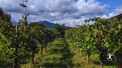 Esperienza tra natura e vino nel Sannio per coppie, gruppi di amici e idee regalo – visita alla cantina biologica a Castelvenere