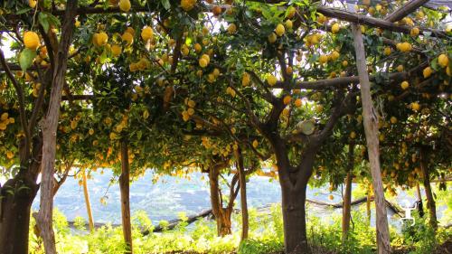 Esperienza nei limoneti in Costiera Amalfitana 