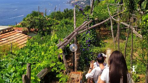 Esperienza da regalare in Campania per percorso guidato tra i limoni di Amalfi a Maiori