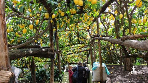 Turisti nei limoneti in Costiera Amalfitana per esperienza in Campania 