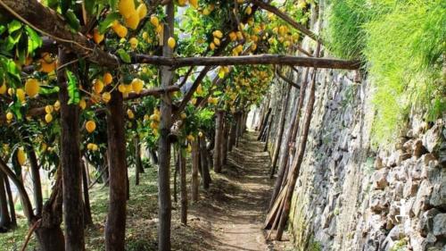 Gift card con percorso nel sentiero dei limoni in costiera amalfitana in Campania