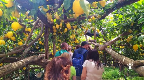 Esperienza in Campania con visita e degustazione con guida in Costiera Amalfitana