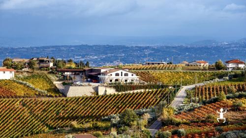 Una cantina tra i vigneti del Sannio Beneventano ai piedi del Taburno 