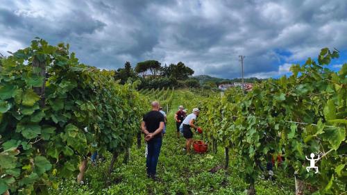 Sala degustazione in cantina storica ai piedi del Monte Taburno a Torrecuso perfetta per  team building in Campania