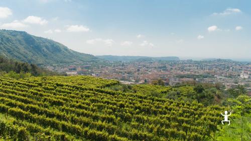 Tour del vino nei Campi Flegrei vicino Napoli per coppie, esperienza romantica tra vigneti, cantina e degustazione 
