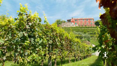 Visita guidata in cantina nei Campi Flegrei per gruppi, esperienza culturale e sensoriale con vini campani e spiegazioni esperte