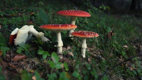 espolare la flora tra il monte orso e la piana del pianellone durante percorso di trekking nel parco regionale del matese in campania 