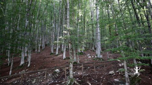 Erlebnis Quadfahren auf unbefestigten Wegen, durch Wälder in der Nähe des Laceno-Sees, in der Provinz Avellino, Kampanien