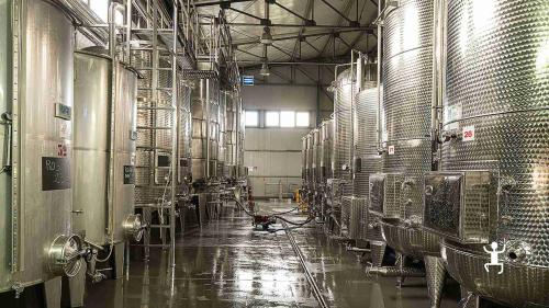 Vivi un’esperienza con sommelier tra vigneti del Taburno a Benevento, ideale per coppie e idee regalo