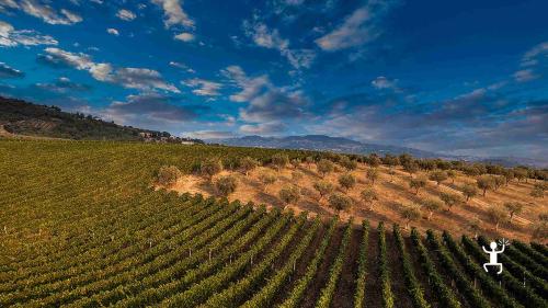 Vivi un’esperienza tra vigneti e cantina nel Sannio con degustazione Aglianico e Falanghina, ideale per coppie