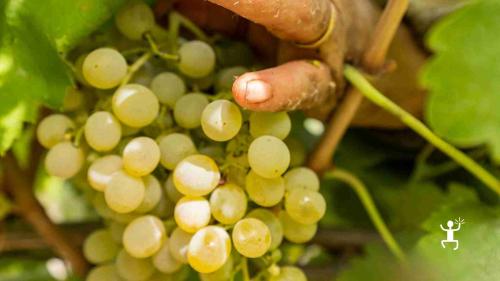 Partecipa a una degustazione nel Taburno con vini autoctoni a Ponte Benevento, perfetta per addii al celibato