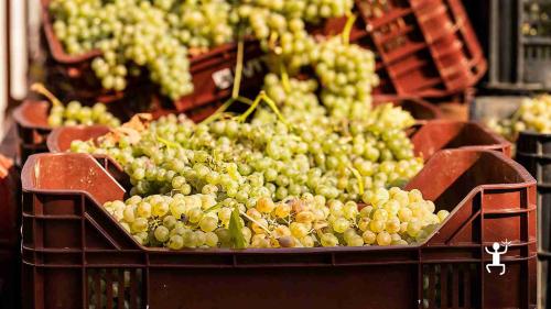 Partecipa a una degustazione nel Sannio Beneventano ai piedi del Taburno, perfetta per coppie e idee regalo