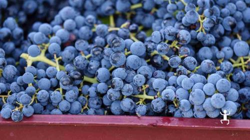 Vivi un’esperienza in cantina a Ponte con degustazione vini del Taburno, ideale per gruppi e addii al nubilato